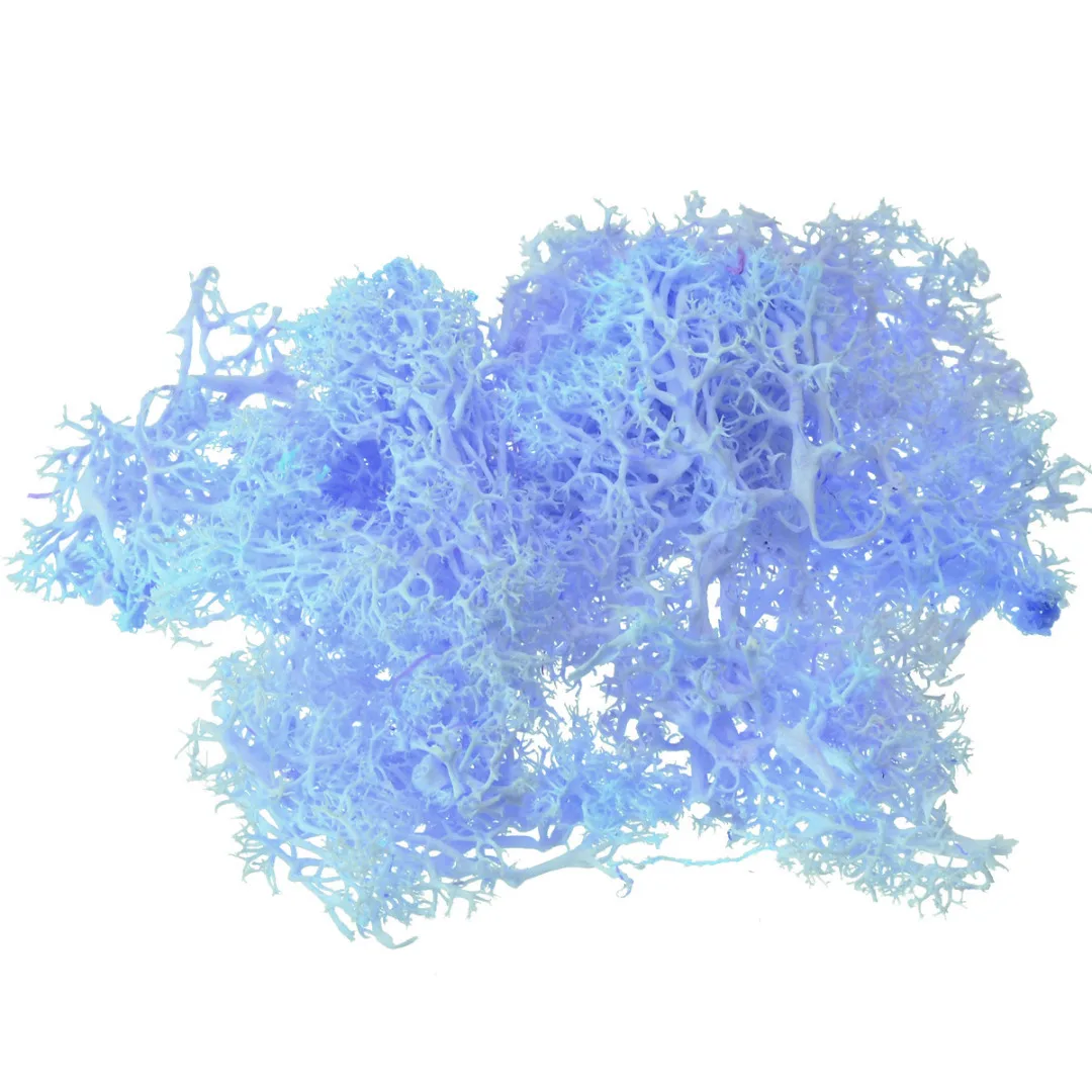 1pcs 10g Colorful Artificial Moss Plant DIY Dried Reindeer Moss Artificial Craft Flowers for Plant Pot Garden Home Wedding Decor 1pcs 10g Colorful Artificial Moss Plant DIY Dried Reindeer Moss Artificial Craft Flowers for Plant Pot Garden Home Wedding Decor