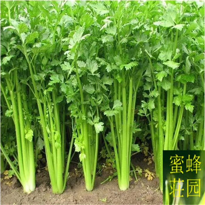 

Hot celery bonsais about 100pcs