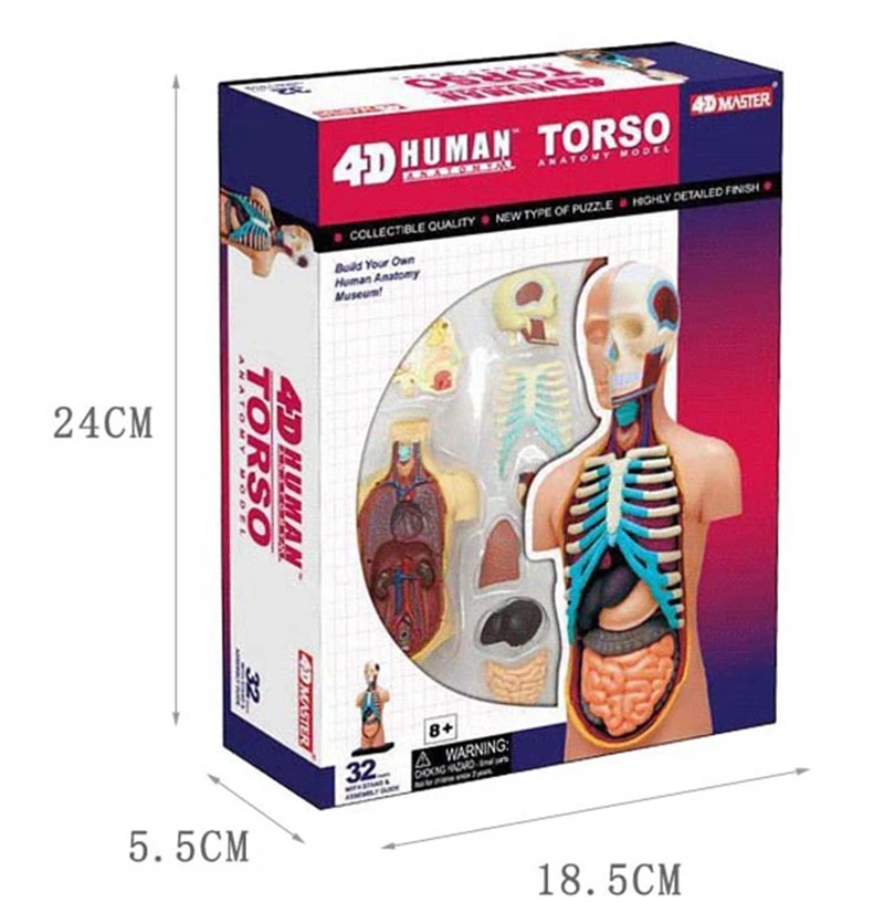 4d master puzzle Assembling toy human body organ anatomical model medical teaching model