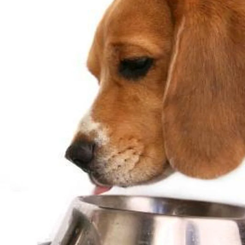 Чаша для собак из нержавеющей стали Gamelle Chien Comedero Perro металлическая миска щенков