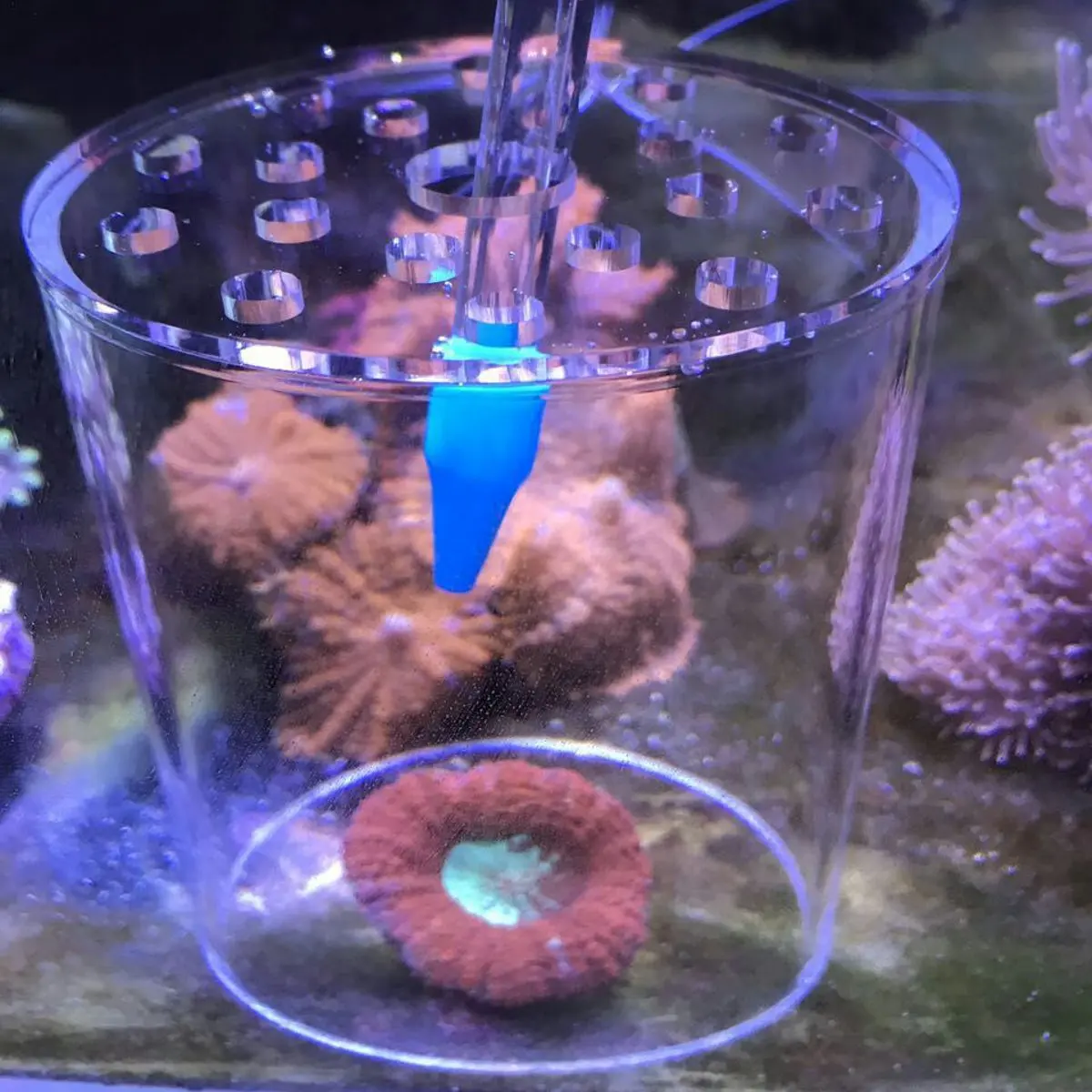 Прозрачный акриловый Коралл Кормление разведение защитный чехол аквариумные рыбки кормушка с резервуаром анти-рыбки корм для креветок прозрачные чехлы