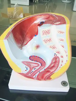 

The Median Sagittal Section of Female Pelvic Anatomy Model Urinary System Medical Teaching Model Pelvic Anatomy Structure Model