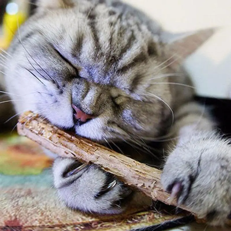 

5/15PCS Cat Kitty Cleaning Teeth Molar Sticks Silvervine Actinidia Toothpaste Snacks Pet Toys for Smart Cats Kitties Health