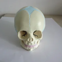 Modèle de squelette d'anatomie du crâne pour bébé, matériel pédagogique pour la Science médicale, 1:1