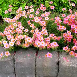 Для дома и сада цветущие Цветочные растения 200 шт. смешанные посев цветов плантаторы Helianthemum декоративные Многолетние цветы PlantSeeds