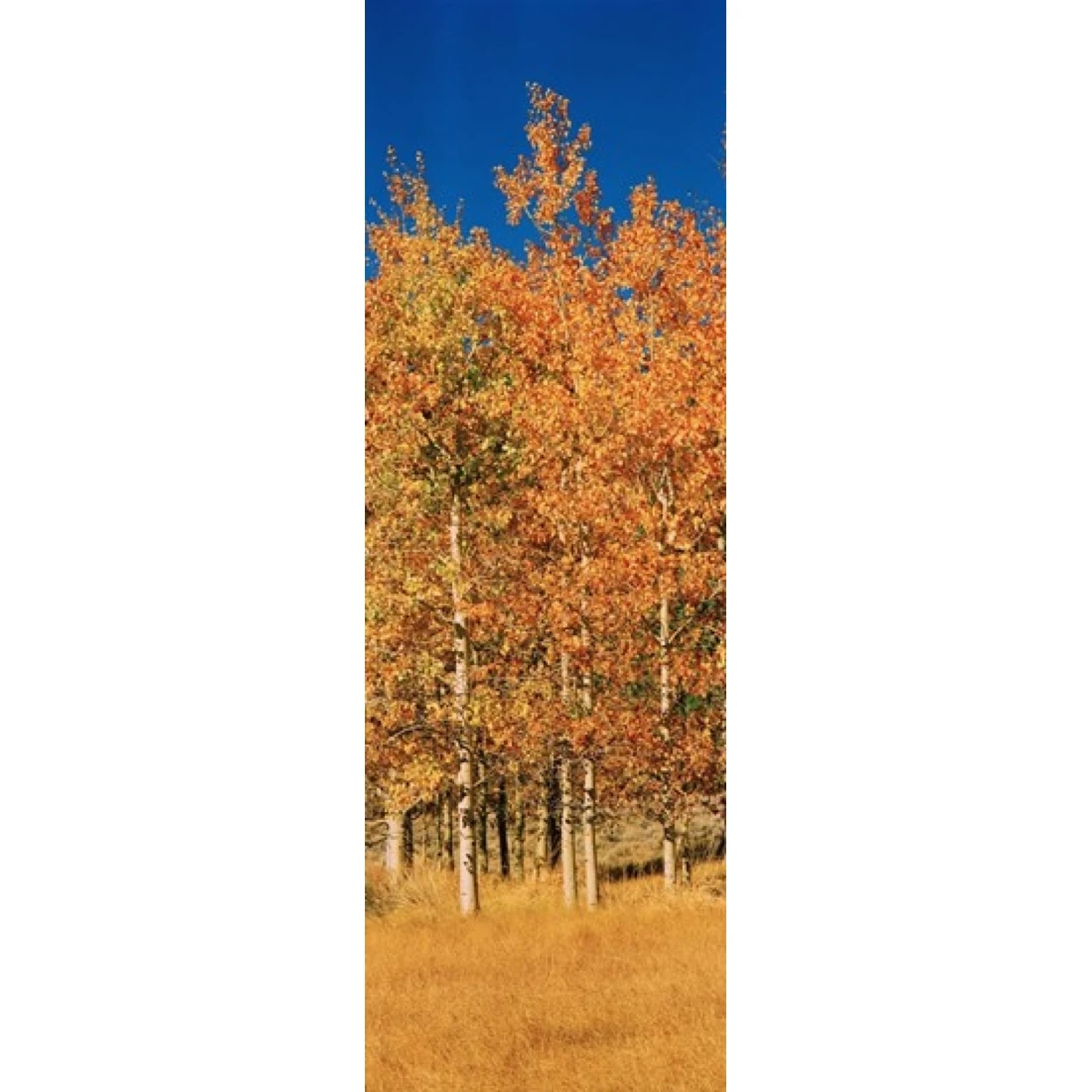 Aspen trees in a forest Lee Vining California USA постер печать (36x12)|Таблички и знаки| |