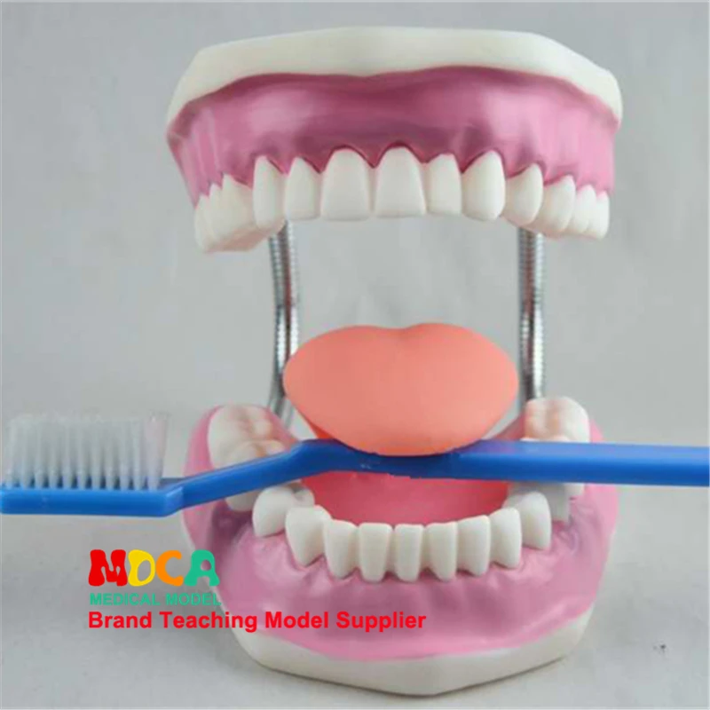 

Early dental anatomy model tooth care brushing instruction model oral health care teaching MYC004