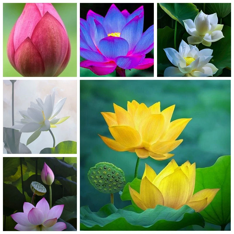 

2 PCS Mixed Bowl Lotus Flower Aquarium Water Lily Aquarios Plant Pool sflower Bonsai for Garden Decor 99% Germination Rate