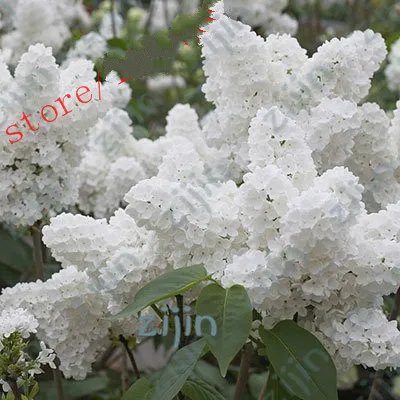 

20 Pcs/Bag Vanilla Strawberry Hydrangea Flower plant For Planting Flower Bonsai Or Tree plants Hydrangea Macrophylla Home Garden