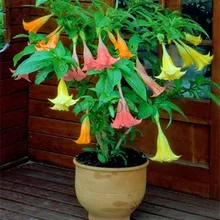 Подлинная! 100 шт datura цветок дурмана карликовые деревья бругмансия suaveolens фламенко Ангел трубы посадки datura экзотический сад