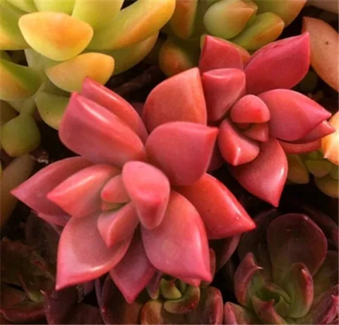 

Desktop flower fairy succulents potted plants bonsai radiation bonsai 10pcs