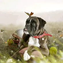 Фото на заказ! Diy Алмазная картина животное собака вышивки крестом вышивка бисером, Вышивание домашний Декор подарок