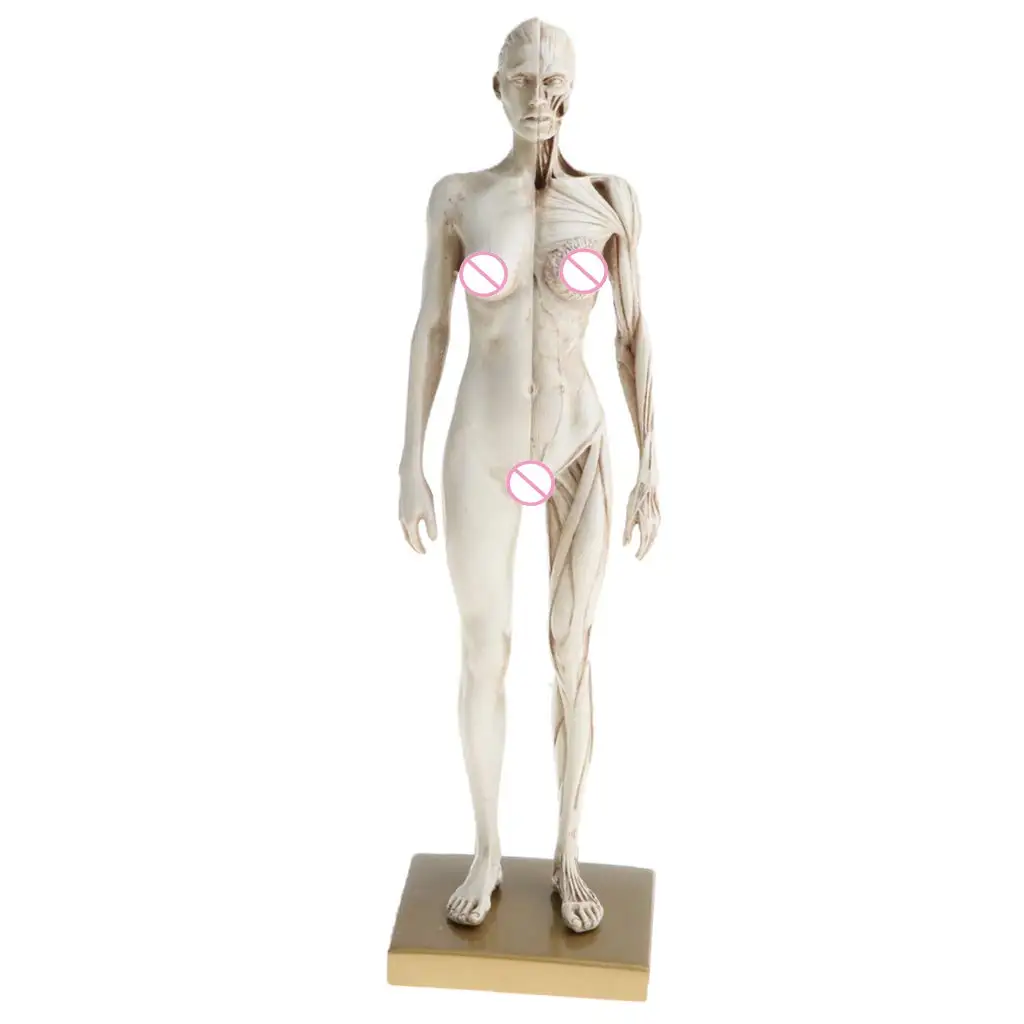  2pcs 30cm Human Body Muscle Structure Male Female Anatomical Model for School Teaching Tool Learnin - 32974020259