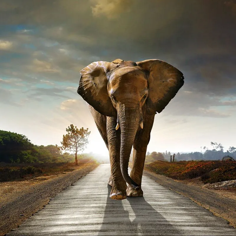 

5D DIY Diamond Painting kit Rhinestone Crystals Embroidery Cross Kit Arts Home Wall Decor Craft (Elephant)