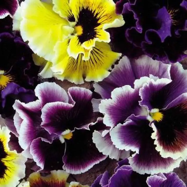

Pansy Flower Fairy Potted plant cold-resistant autumn potted 30pcs