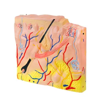 

Human Anatomical 70 Times Enlarged skin Pathological anatomy skeleton anatomical condoms medical traumatism traumatic