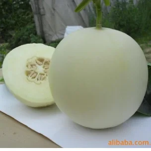

White moon melon bonsai 20pcs organic vegetable bonsai