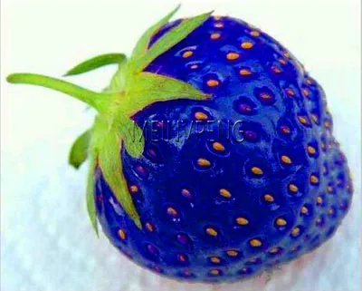 

Big Promotion!200pcs/bag blue strawberry Bonsai,climbing strawberry Plant,tree strawberry,organic fruit Plantas,for home garden