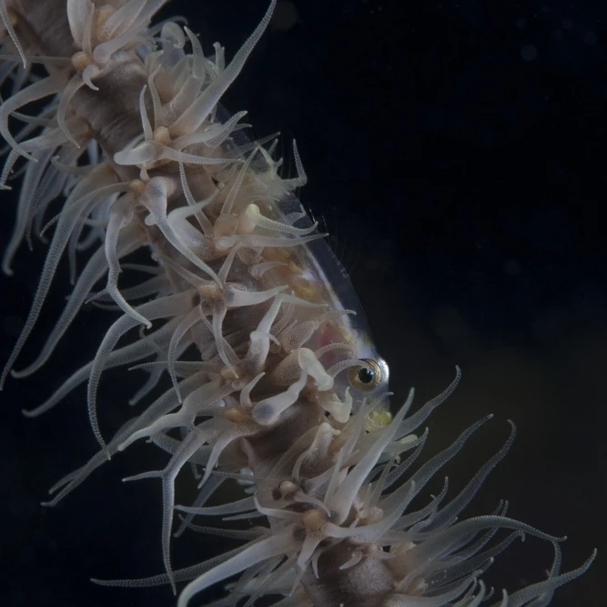 Печать плакатов Whip coral goby Fiji (17x11)|Таблички и знаки| |