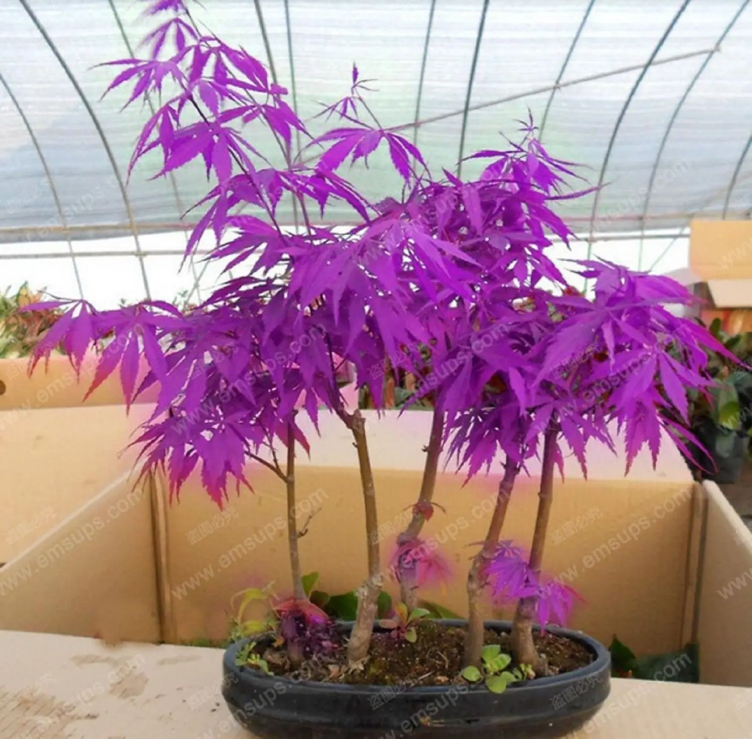 Top Purple Japanese Maple Bonsai Tree of all time The ultimate guide 