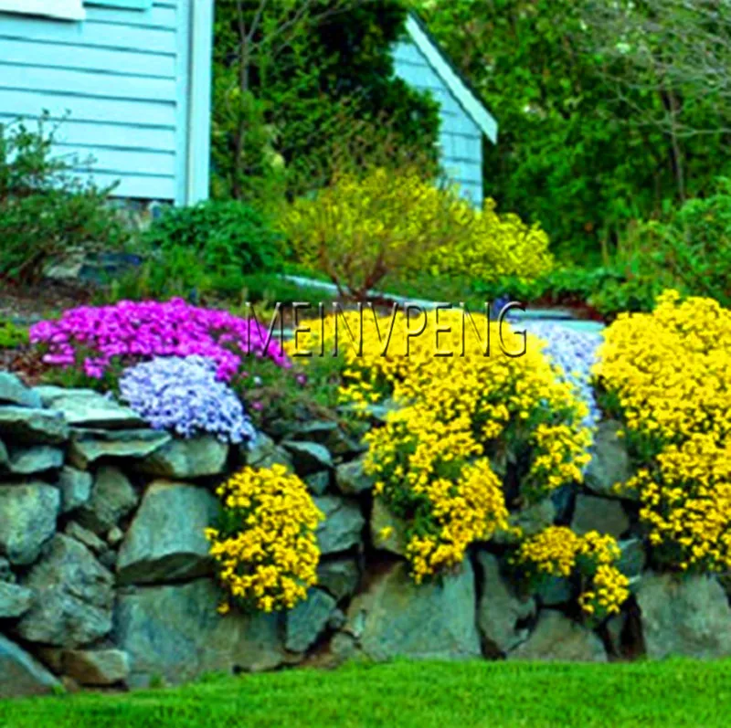 Big Promotion!100 pcs/bag Creeping Thyme Bonsai or Multi-color ROCK CRESS Plant - Perennial flower Garden Ground cover flower g Big Promotion!100 pcs/bag Creeping Thyme Bonsai or Multi-color ROCK CRESS Plant - Perennial flower Garden Ground cover flower g