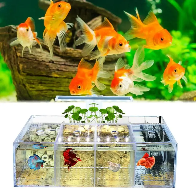 

Four-grid Fish Tank Isolation Style Acrylic Transparent Aquarium Water Pump Filter Free From Water Replacement ForBetta Goldfish