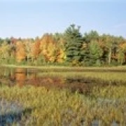 Trees in a forest at the lakeside Ontario Canada Poster Print (18 x 6) | Дом и сад