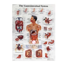 60x80 см Анатомия человека система обучения плакат шелковая ткань картина стены стикеры для медицинских органов желудочно-кишечный образование