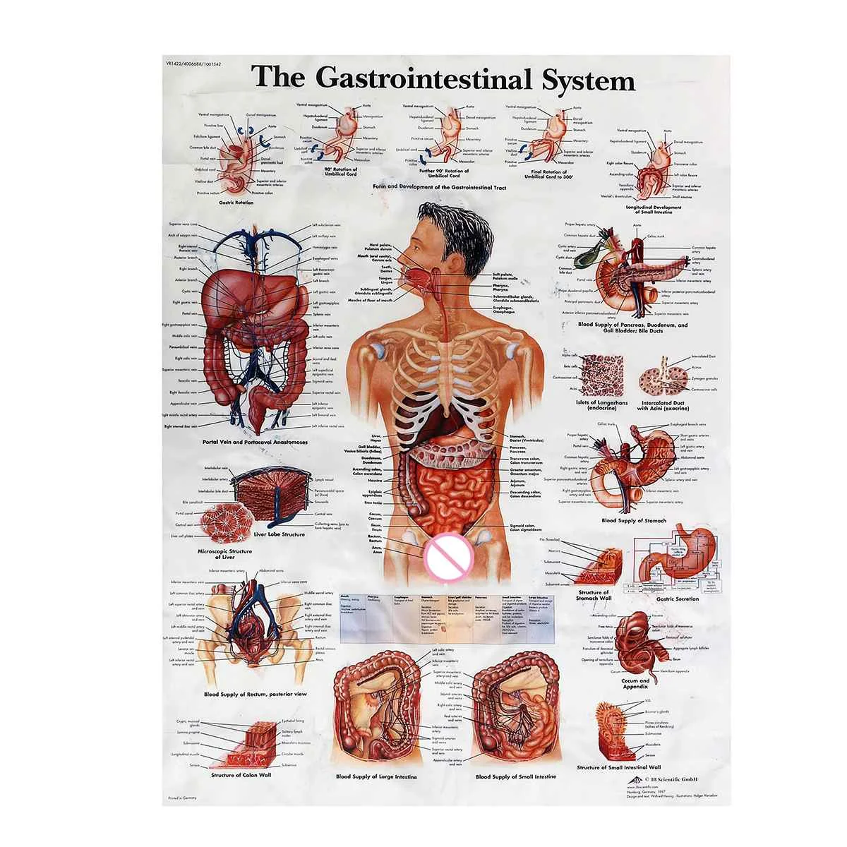 60x80cm Human Anatomy System Teaching Poster Silk Cloth