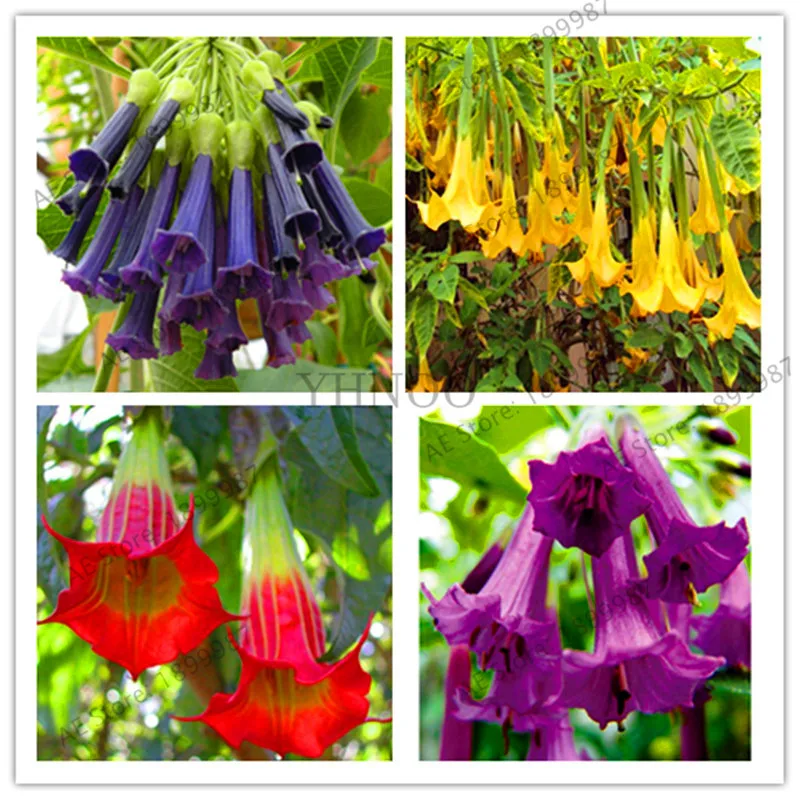 Ограничение по времени! 100 шт бонсай цветок бругмансия датура сад Редкие Цветочные плантации горшечные растения ангела трубы бонсай Флорес
