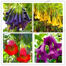 Ограничение по времени! 100 шт бонсай цветок бругмансия датура сад Редкие Цветочные плантации горшечные растения ангела трубы бонсай Флорес