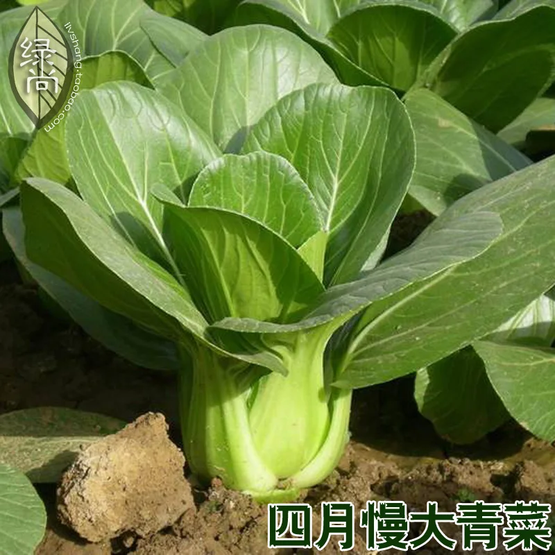 

April Slow Cabbage Cabbage 4 Seasons Sowing Garden Balcony Vegetable bonsai 20pcs