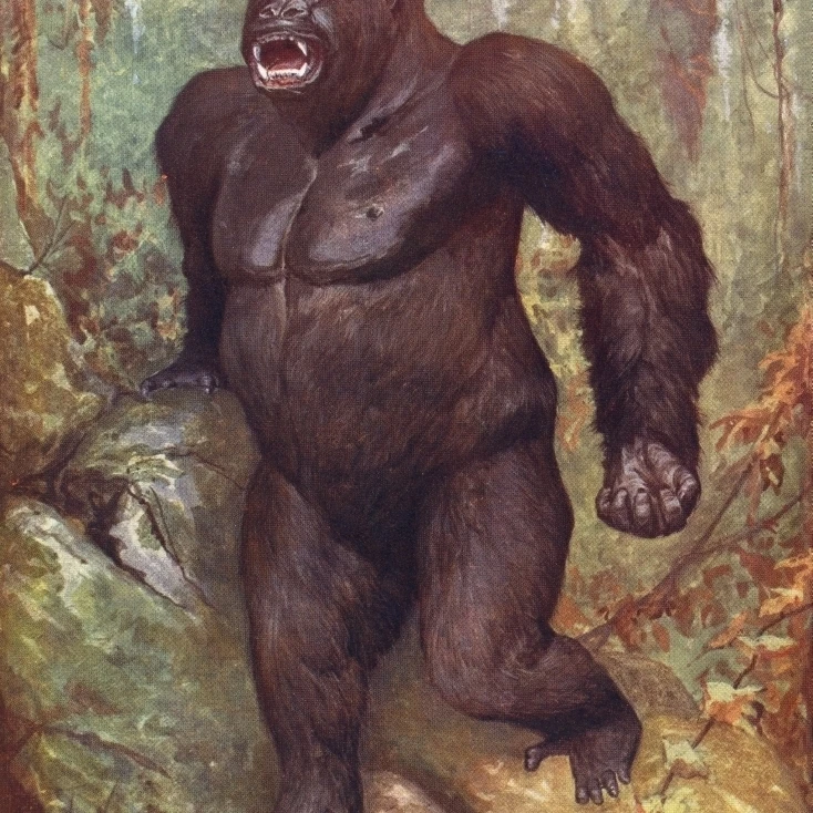 Горилла. Из жизни Животные мира опубликованное C.1900. Постер (26x36) | Дом и сад
