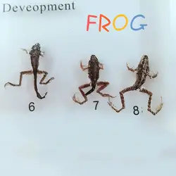 Настоящая лягушка процесс развития образец модель лягушка животный рост история образцы биологическая зоология учебные пособия