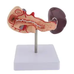 LifeSize анатомические модели поджелудочная стебель модель анатомический медицинский