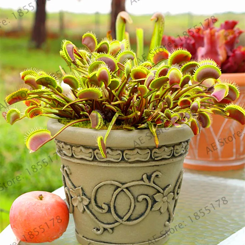 

Time-Limit!!200 pieces Unique Insect-catching Skills Venus Flytrap garden of Perennial Indoor Bonsai Very Interesting Insectivor