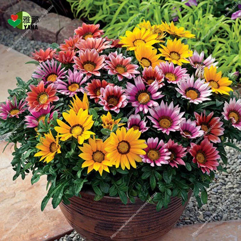 

100pcs/bag Dwarf Gazania (Gazania Splendens) Mixed color flower rare plant indoor bonsai flowers Gazania