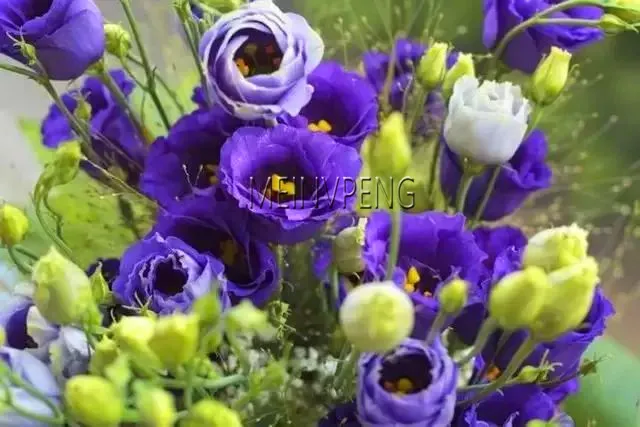 Новое поступление! 200 шт Многоцветный Eustoma бонсай, Lisianthus завод, легко посадить многолетние цветущие растения прекрасный Бонсай завод