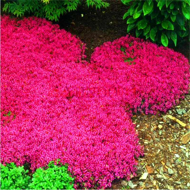 

New Arrival!100pcs rare ROCK CRESS bonsai Climbing plant Creeping Thyme flores Perennial Ground cover flower for home garden,#AZ