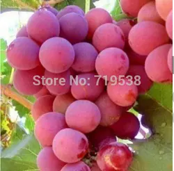 Горячая продажа гигантский розовый виноград редкий 10 шт фрукты Бонсаи