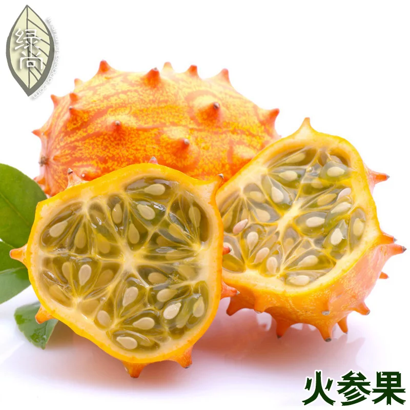 

Imported Fire Martian Fruit Sea Cucumber Fruit Honeydew Melon Melon bonsai 20pcs