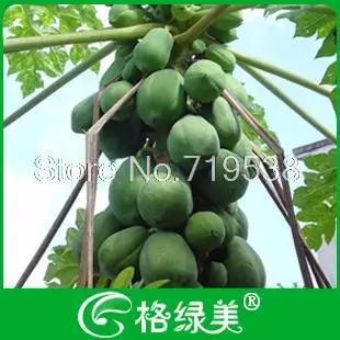 

Sweet papaya vegetable bonsai 10pcs