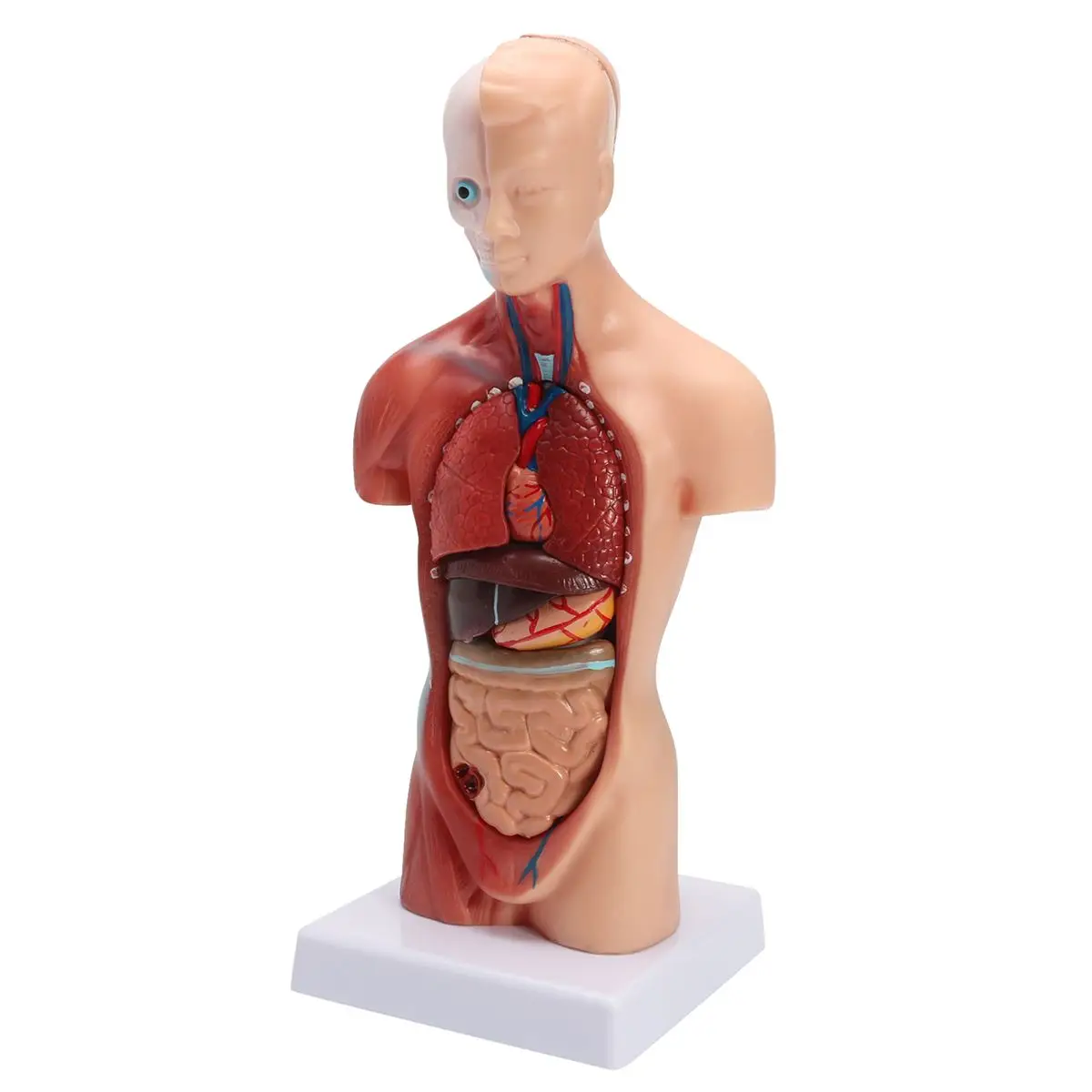 Тела туловища человека модель анатомия, анатомический медицинский внутренние органы для обучения Съемная развивающие медицинская наука новые модели