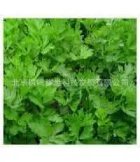 

Constipation, weight loss treatment - high-grade small piece of celery bonsais 100pcs for a small family garden