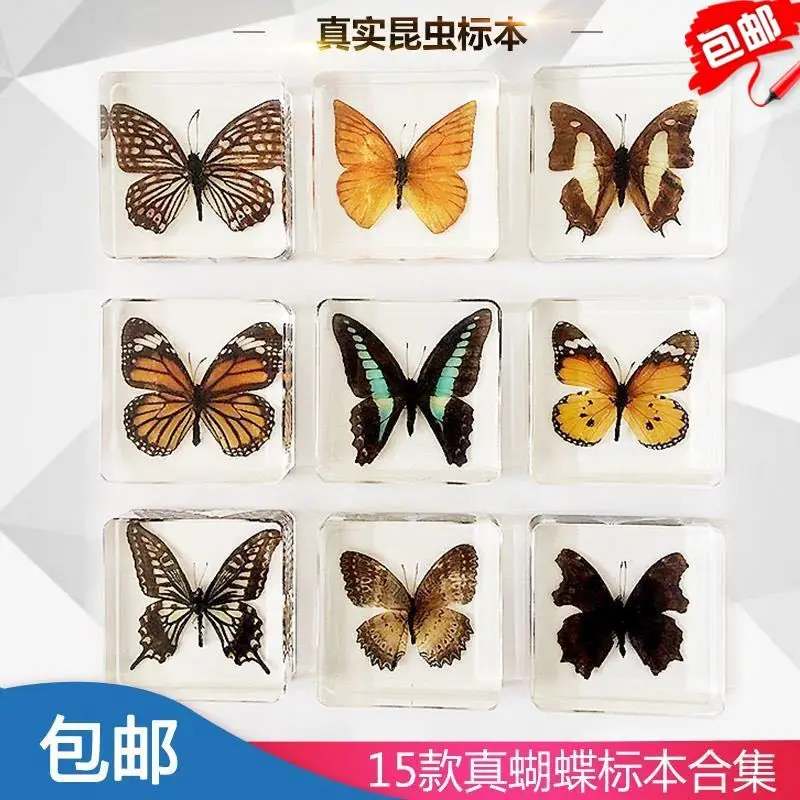 

Animal Specimen Teaching Children Toys Animal Butterfly Resin Specimen Amber Goods Of For Display Rather Than For Dragonfly