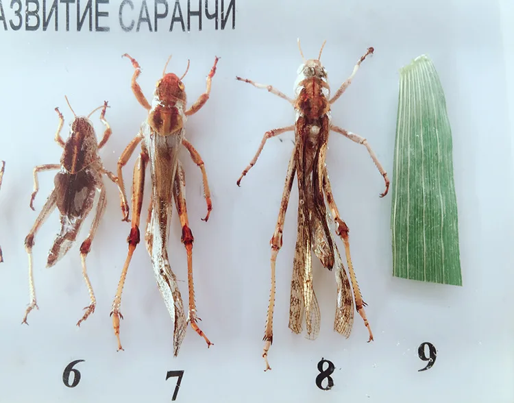 Образцы для роста и развития саранчи, история роста насекомых, образец биологической энтомологии, учебные материалы, поделки из резины