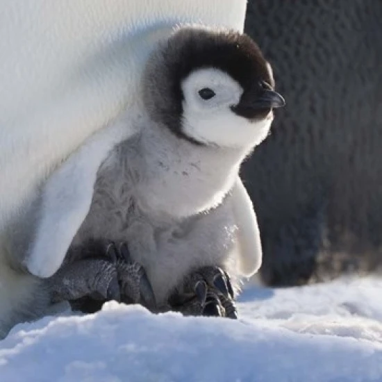 Bebe Manchot Empereur Snow Hill Ile L Antarctique Affiche Imprimer Par Keren Su 23x35 Aliexpress