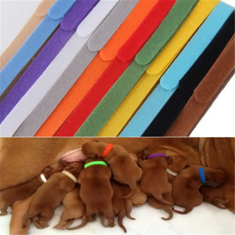 collars for litter of puppies