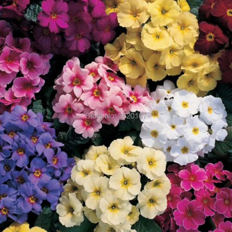 

100 pcs Europe Primrose bonsai mix color real evening primula plants bonsai flower for home garden plants