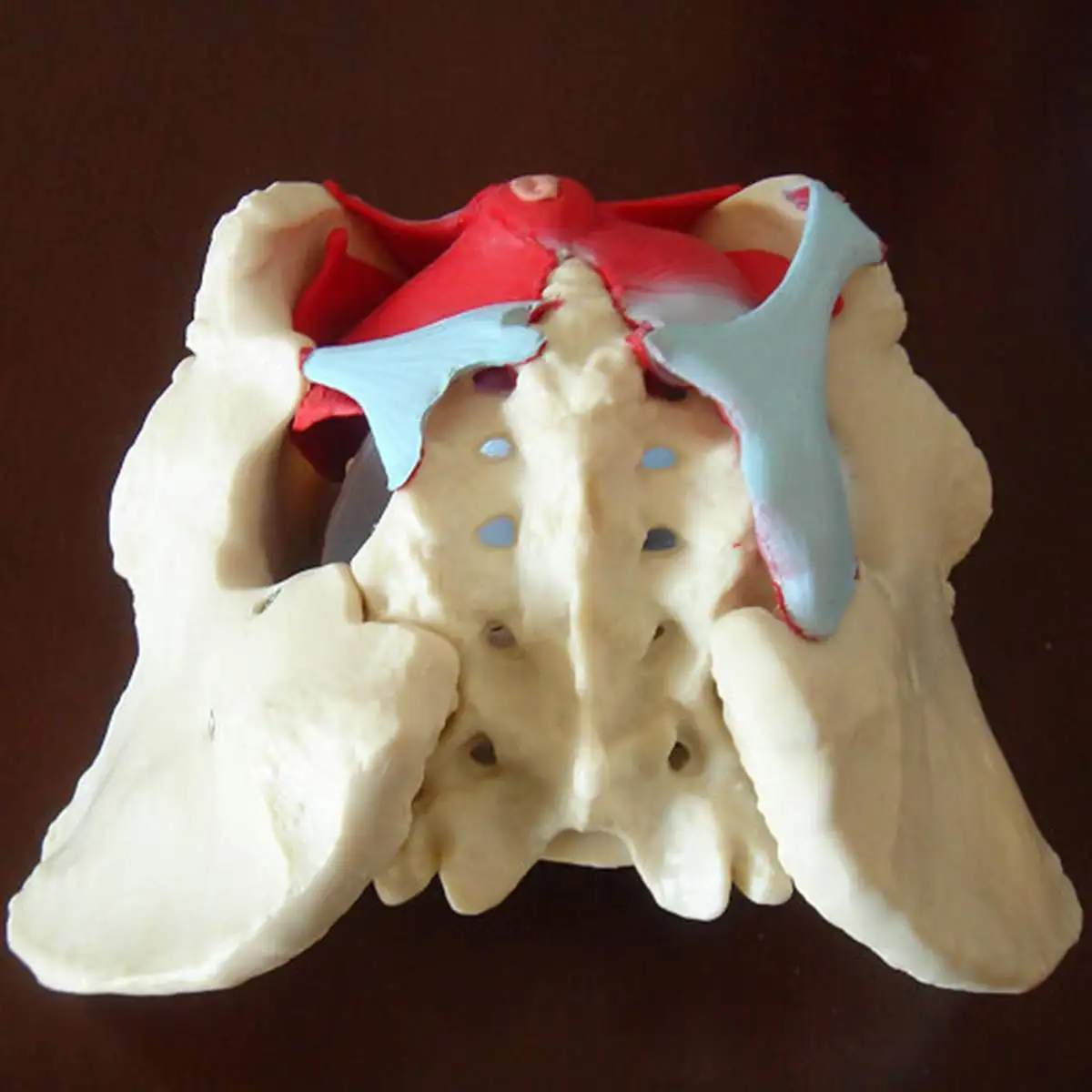 

PVC Female Pelvis Pelvic Floor Muscle Model Uterus Ovary Muscle Teaching Resources Educational Model Props Removable